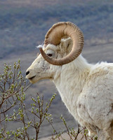 Ram Portrait