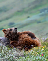 Chillin' Grizzly Cub