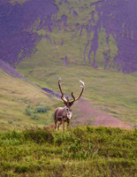 Caribou On The Watch