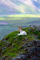 Dall Sheep With A View