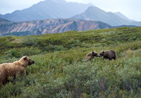 Grizzly Family