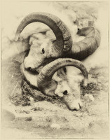 Vintage Rams