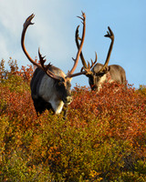 Caribou Afternoon