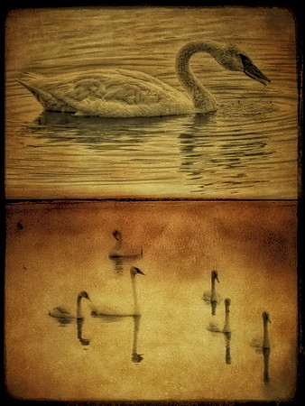 Vintage Swans