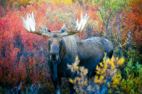 Alaskan Bull Moose
