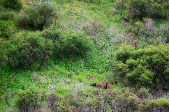 Moose Family Portrait