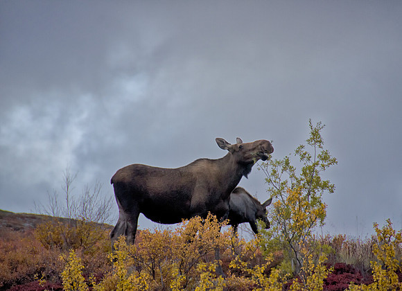 Moose with Calf Eating