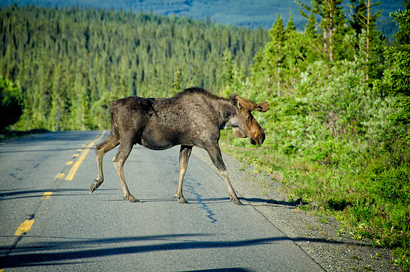 Moose Crossing
