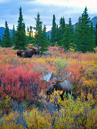 Moose Gathering