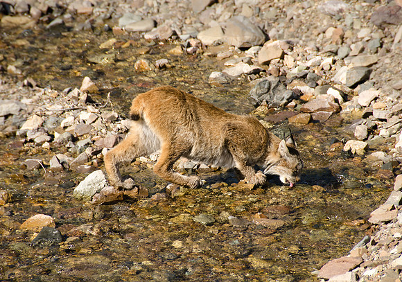 Lynx Drinking