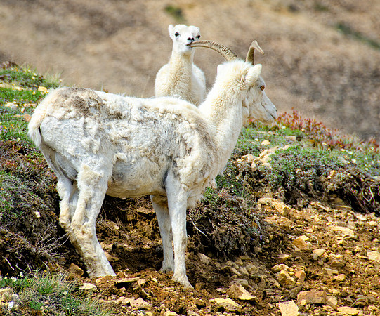 Dall Sheep Ewe and Lamb