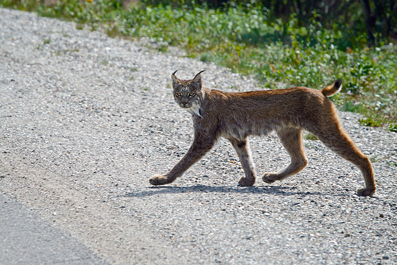 Lynx Crossing