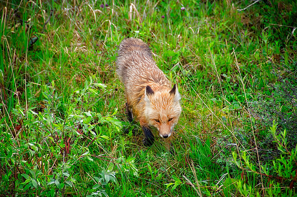 Red Fox