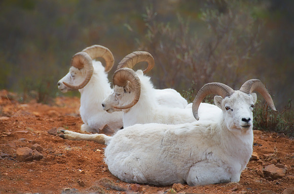 Relaxing Dall Sheep Rams