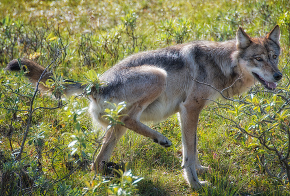 Marking Wolf