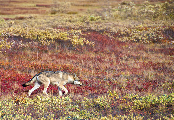 Denali Wolf