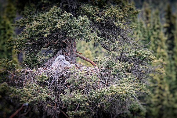 Great Horned Owls in nest