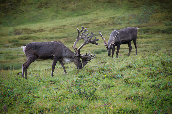 Bull Caribou grazing