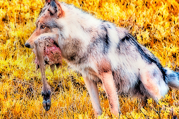Denali Wolf with Prey