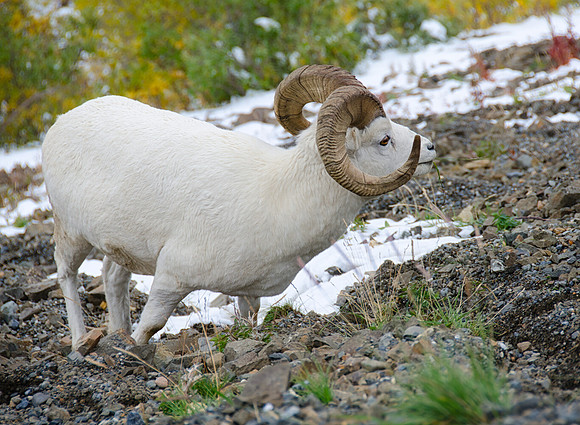 Grazing Dall Sheep