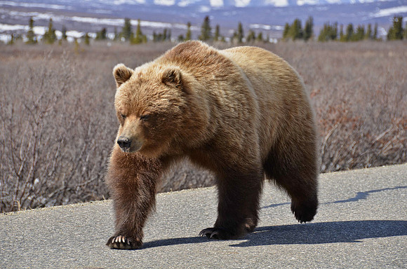 Grizzly Stroll