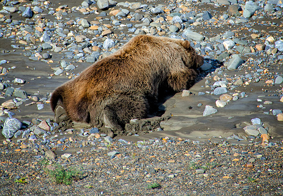 Sleeping Grizzly