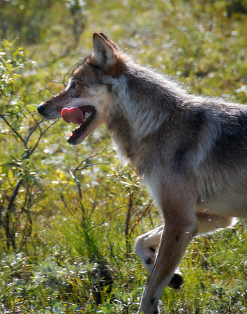 Running Wolf
