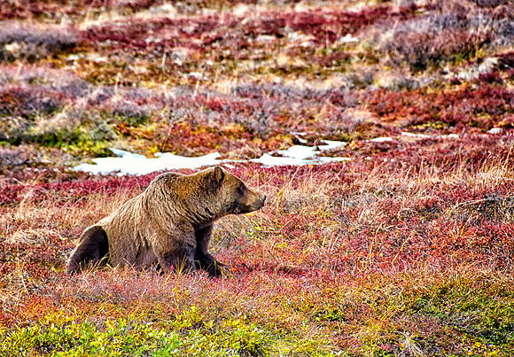 Autumn in Denali