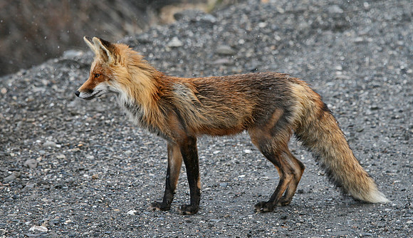 Red Fox in Snow