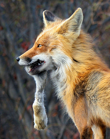 Fox with Hare Leg