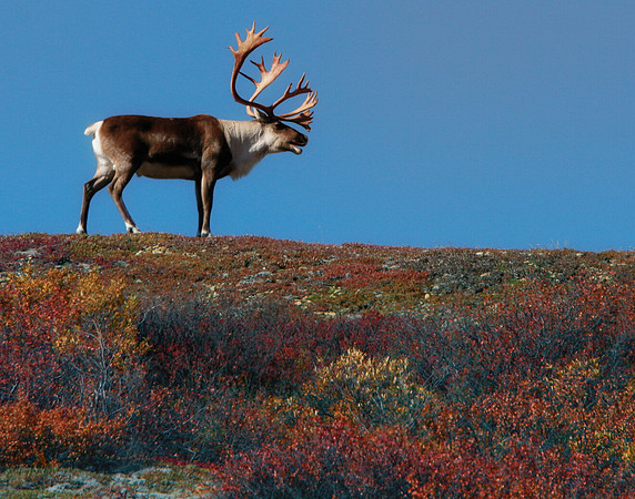 Caribou on Ridge