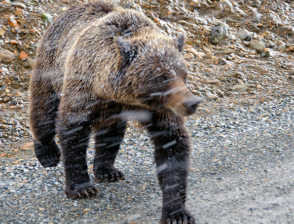 Grizzly in Snow