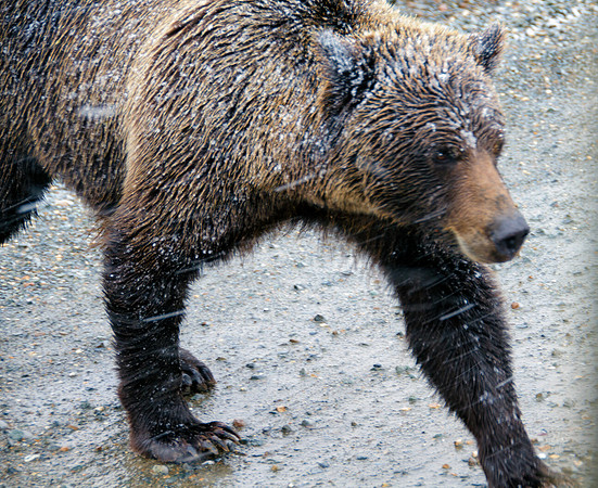 Grizzly in Snow 2