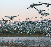 Bosque del Apache,NM