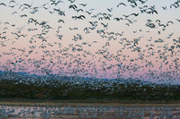 Snow Geese, NM