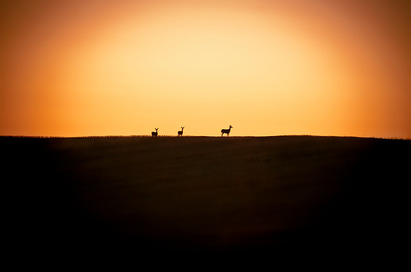 Deer Silhouette