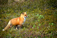 Alert Red Fox