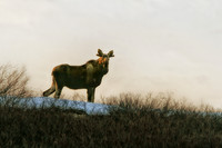 Evening Visitor